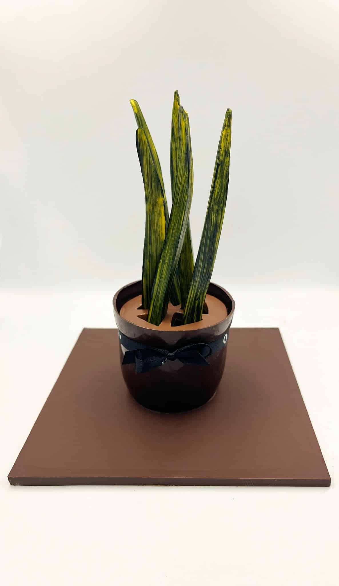 Sanseveria