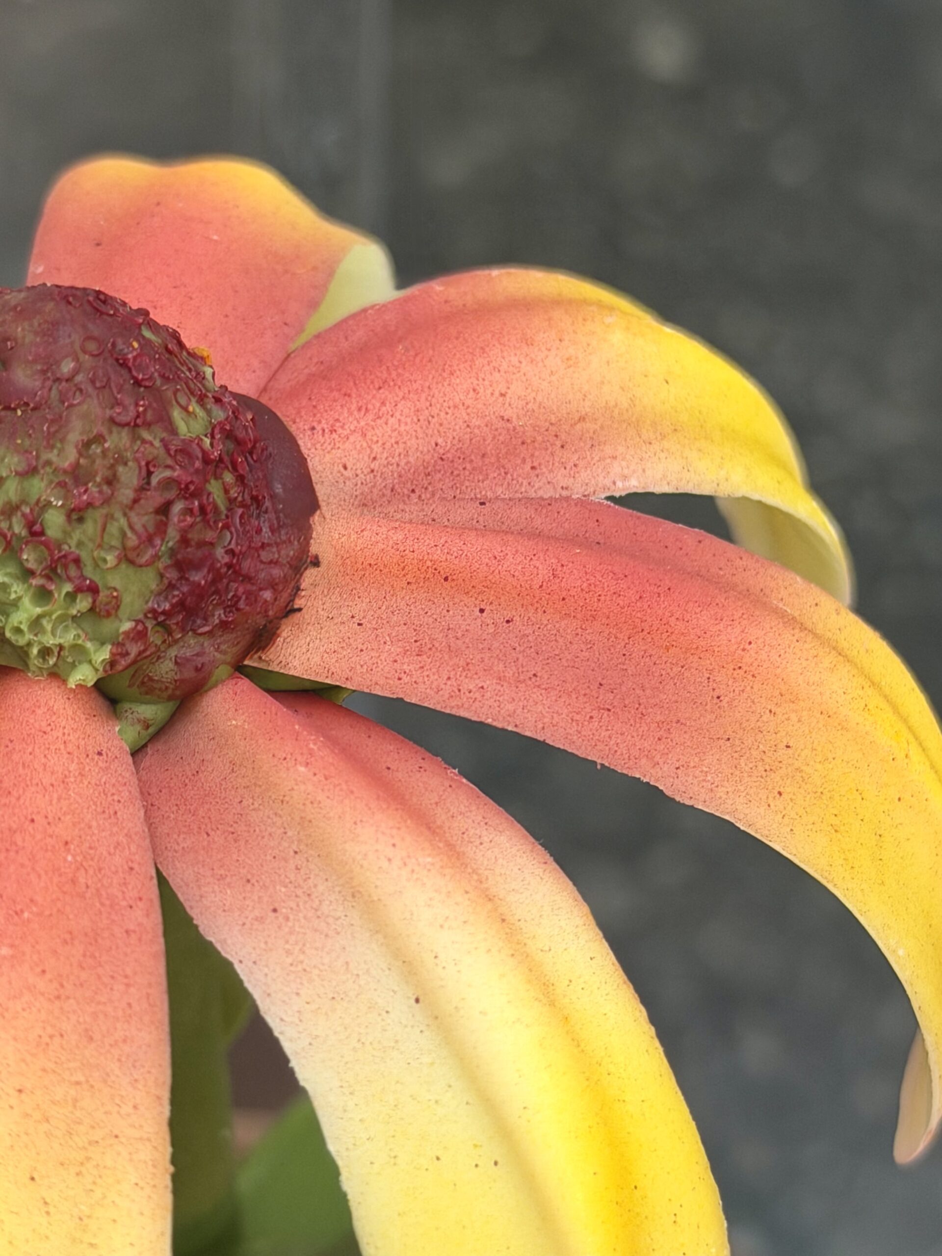 Zonnehoedbloem chocolade - Afbeelding 2