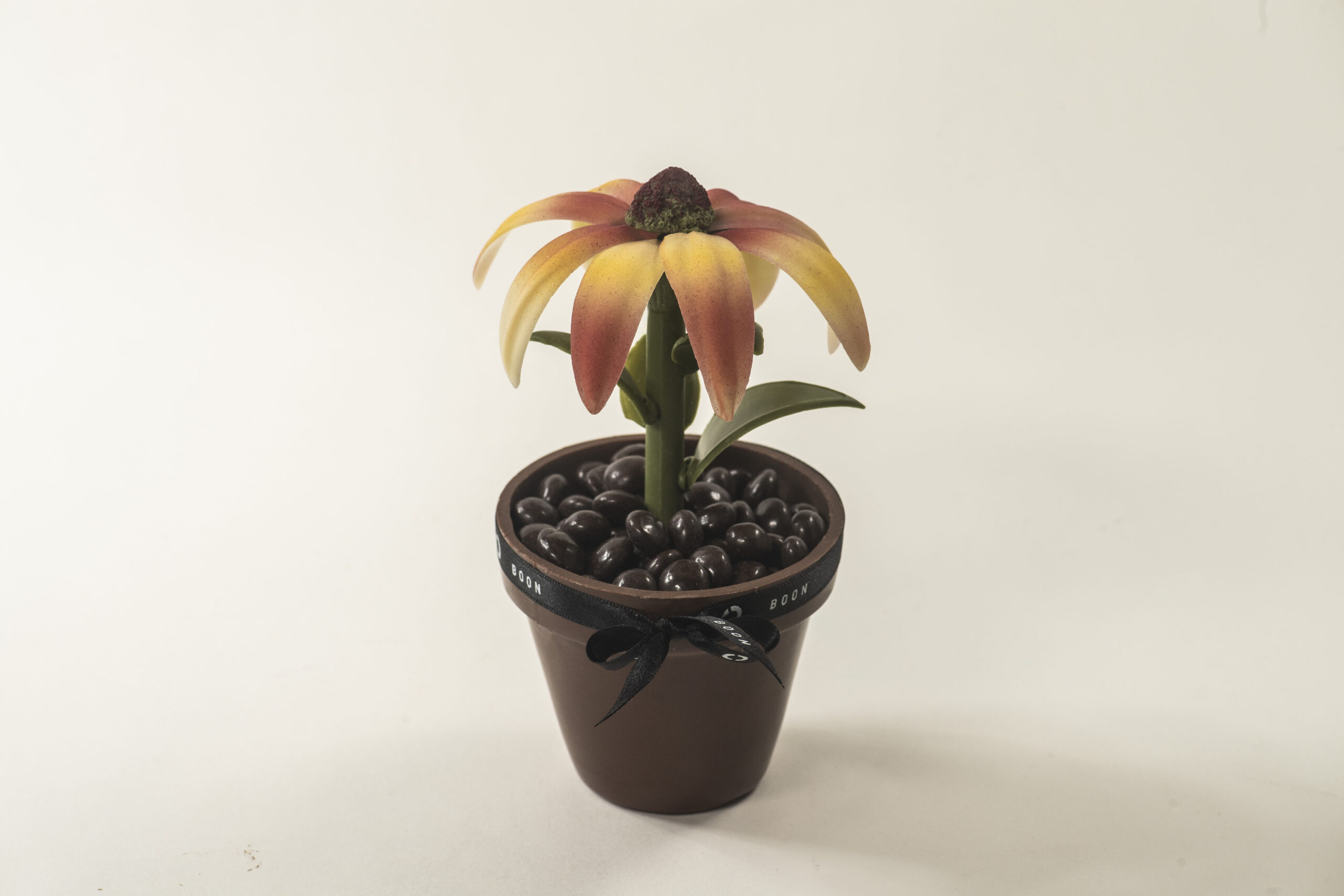 Zonnehoedbloem chocolade